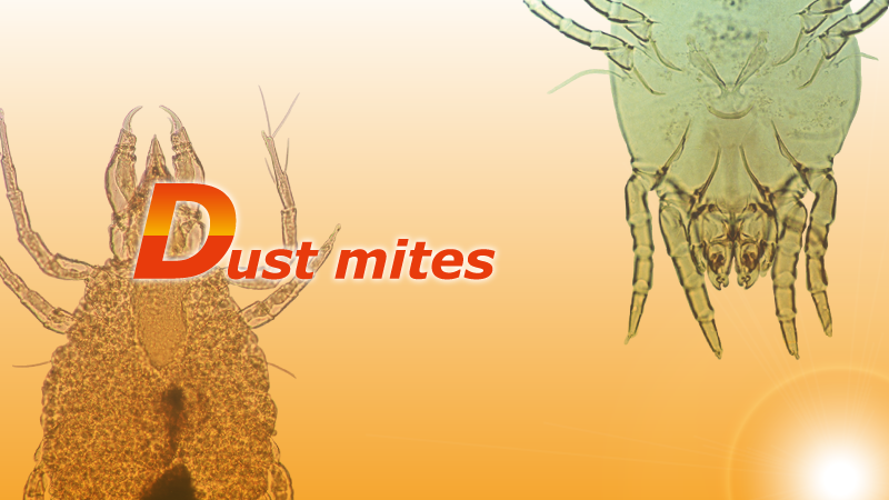Dust mites main caouse of allergy