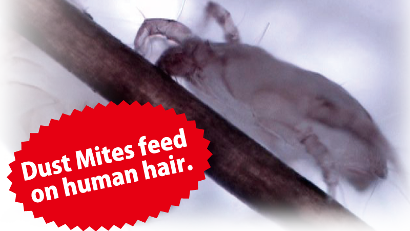 Dust mites feed on human hair.